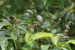Vitex altissima